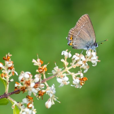 Satyrium acaciae (ostruháček kapinicový), PR Kamenný vrch