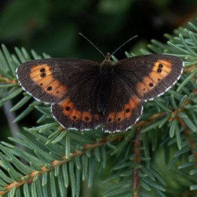 Erebia euryale (okáč rudopásný), SK, NPR Furkotská dolina, Tatry
