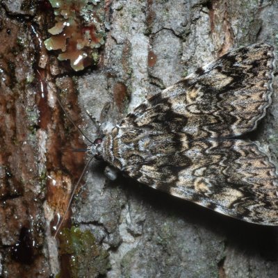 Catocala promissa (stužkonoska úzkopásá), Žebětín