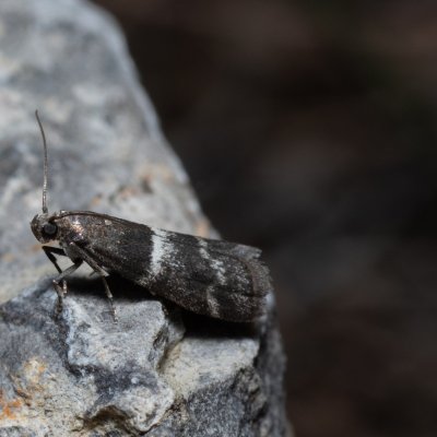 Elegia similella (-), Hády - lesní lom