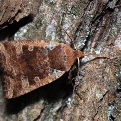 Conistra erythrocephala (zimovnice rudohlavá), Kamenný vrch