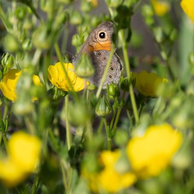 Lasiommata maera (okáč ječmínkový), HR, Jablanac