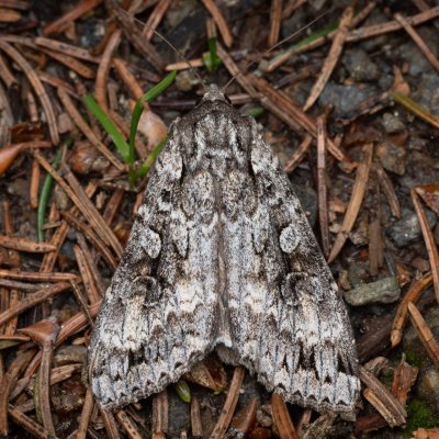 Eurois occulta (osenice velká), PP Prameniště Pohořského potoka