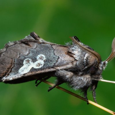 Diloba caeruleocephala (modrohlávek ovocný), Kamenný vrch