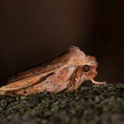 Conistra vaccinii (zimovnice brusnicová), Žebětín