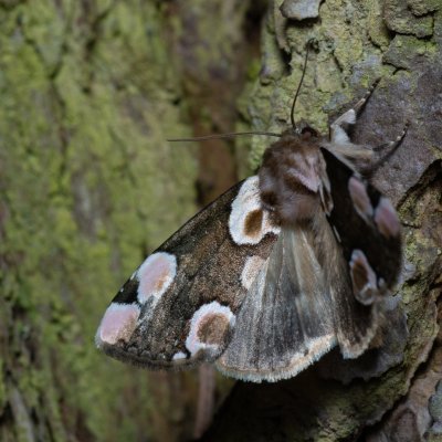 Thyatira batis (můřice očkovaná), Devět křížů