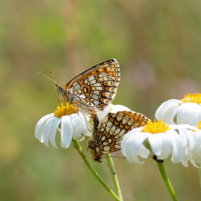 Melitaea athalia (hnědásek jitrocelový), PP Malhostovické kopečky