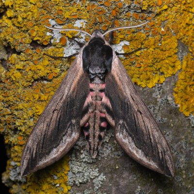 Sphinx ligustri (lišaj šeříkový), NPP Pouzdřanská step - Kolby