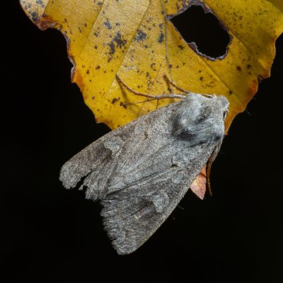 Ammoconia caecimacula (polnice šedá), Helenčina studánka