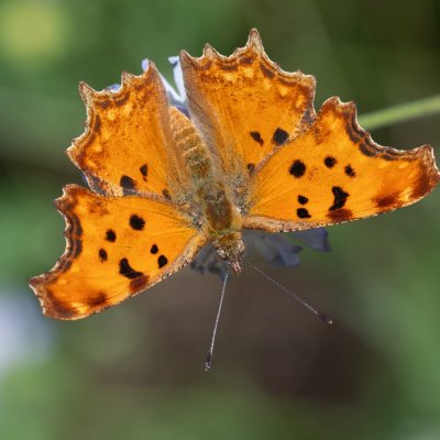Polygonia egea (babočka drnavcová), GR, Giannades, Korfu