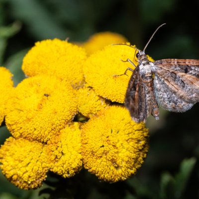 Eupithecia icterata (píďalička vratičová), Kývalka