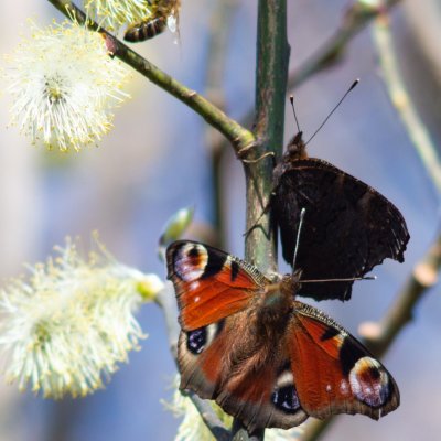 Aglais io (babočka paví oko), Helenčina studánka
