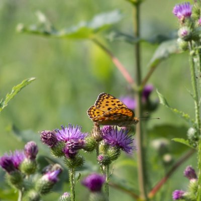 Argynnis adippe (perleťovec prostřední), PR Rakovecké stráně a údolí bledulí