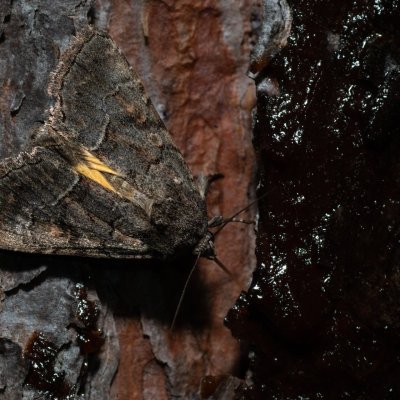 Thalpophila matura (blýskavka travní), PR Kamenný vrch