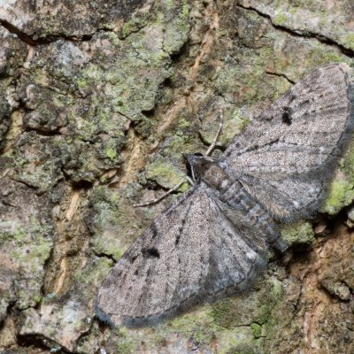 Eupithecia sp., Augšperský potok