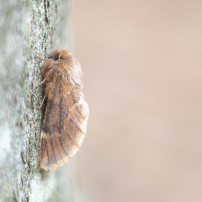 Ptilophora plumigera (hřbetozubec javorový), Chvalovka, Brno