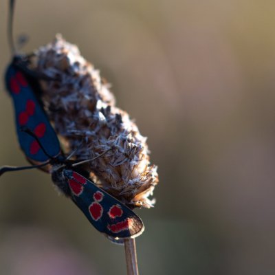 Zygaena filipendulae (vřetenuška obecná), Zygaena carniolica (vřetenuška ligrusová), PR Kamenný vrch