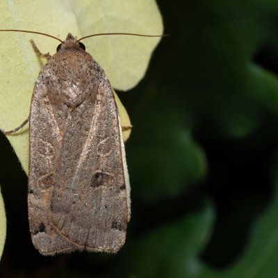 Noctua orbona (osenice černoskvrnná), PP Kavky