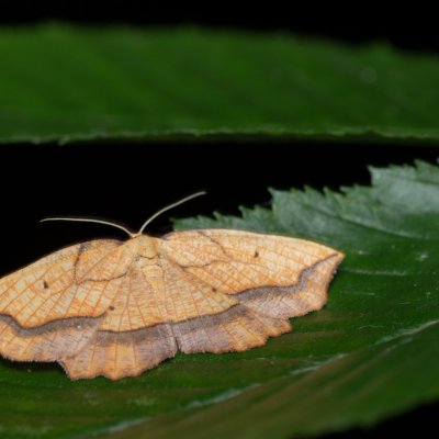 Epione repandaria (zejkovec topolový), Žebětín