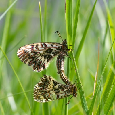 Zerynthia polyxena (pestrokřídlec podražcový), Modřice