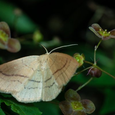 Cyclophora linearia (očkovec bukový), Žebětín