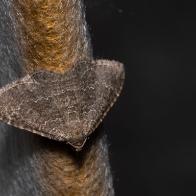 Cataclysme riguata (vlnočárník mařinkový), PP Skalky u Sedlece