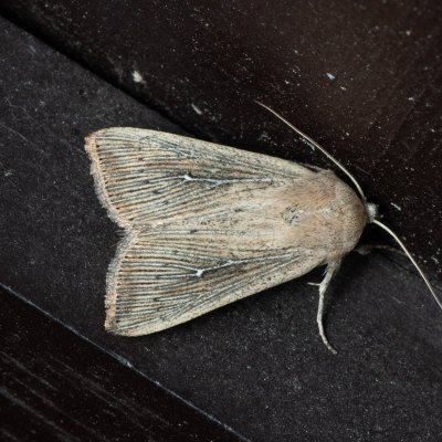 Leucania obsoleta (plavokřídlec pobřežní), Melč, Mokřinky