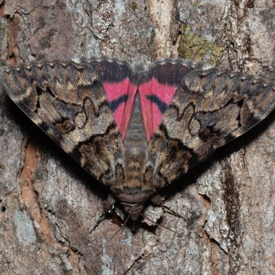 Catocala coniuncta (-), HR, Krasno