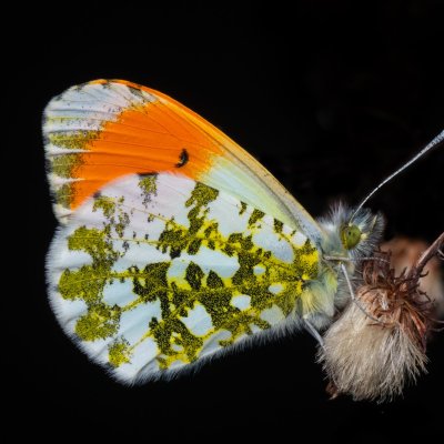 Anthocharis cardamines (bělásek řeřichový), Lanžhot