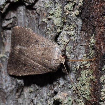 Amphipyra tragopoginis (blýskavka obecná), Kývalka