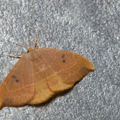 Watsonalla binaria (srpokřídlec dubový), Kývalka