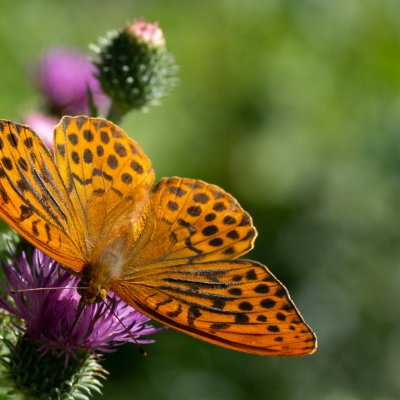 Argynnis paphia (perleťovec stříbropásek), Hády