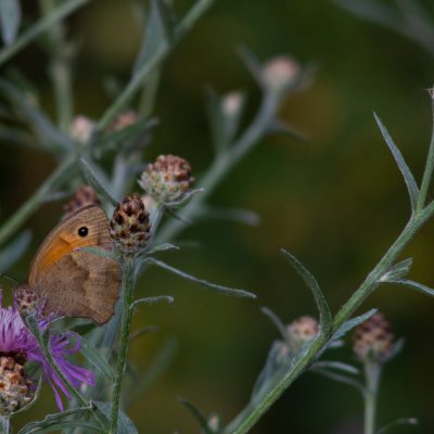 Maniola jurtina (okáč luční), PR Kamenný vrch