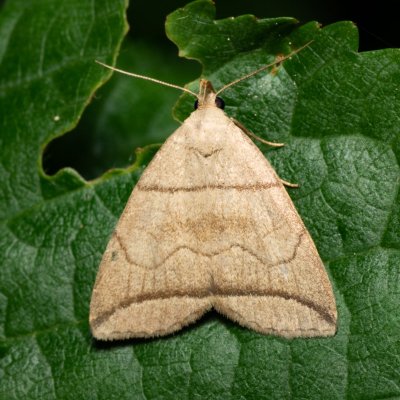 Herminia grisealis (žlutavka šedavá), PR Kamenný vrch