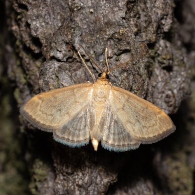 Anania fuscalis (-), Kývalka