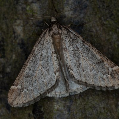 Alsophila aescularia (hedvábnice jarní), Žebětín