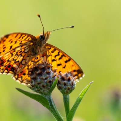 Boloria selene (perleťovec dvanáctitečný), PR Studnické louky