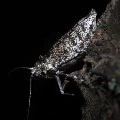 Phigalia pilosaria (drsnokřídlec hrušňový), PR Kamenný vrch