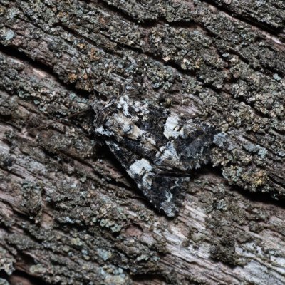 Hadena confusa (můra malá), PP Střelický les