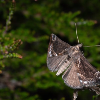 Hypena crassalis (zobonosec borůvkový), PP Pohoří na Šumavě