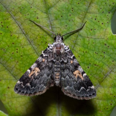 Idia calvaria (můřička žlutoskvrnná), Hrabětice