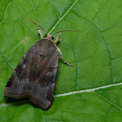 Noctua janthina (osenice černolemá), Augšperský potok