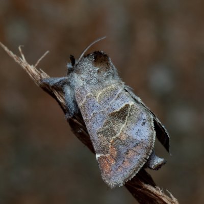 Clostera pigra (vztyčnořitka osiková), Augšperský potok