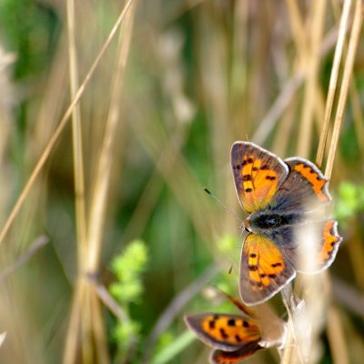 Lycaena phlaeas (ohniváček černokřídlý), Havranické vřesoviště