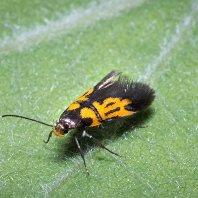 Schiffermuelleria schaefferella (krásněnka podkorní), PP Střelický les