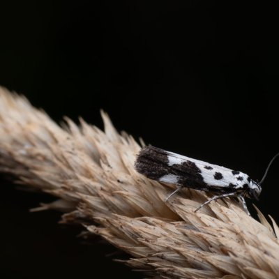 Ethmia quadrillella (skvrnuška lesní), PP Bobrava