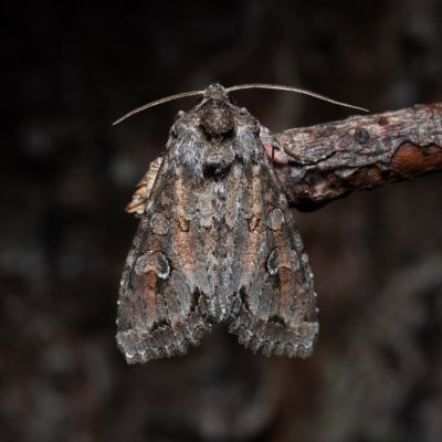 Polia bombycina (můra jehlicová), NPR Radostínské rašeliniště