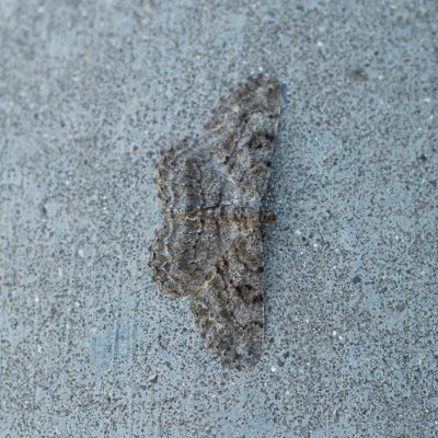 Peribatodes rhomboidaria (různorožec trnkový), Daremní