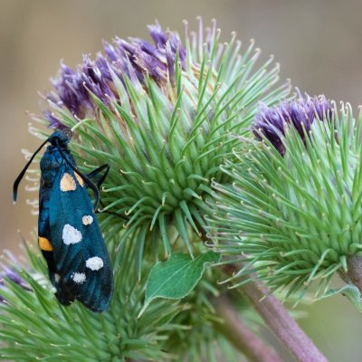 Zygaena ephialtes (vřetenuška čičorková), Podkomorské lesy