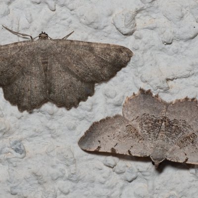 Dicrognophos sartata (-), Neognopharmia stevenaria (-), HR, Jablanac